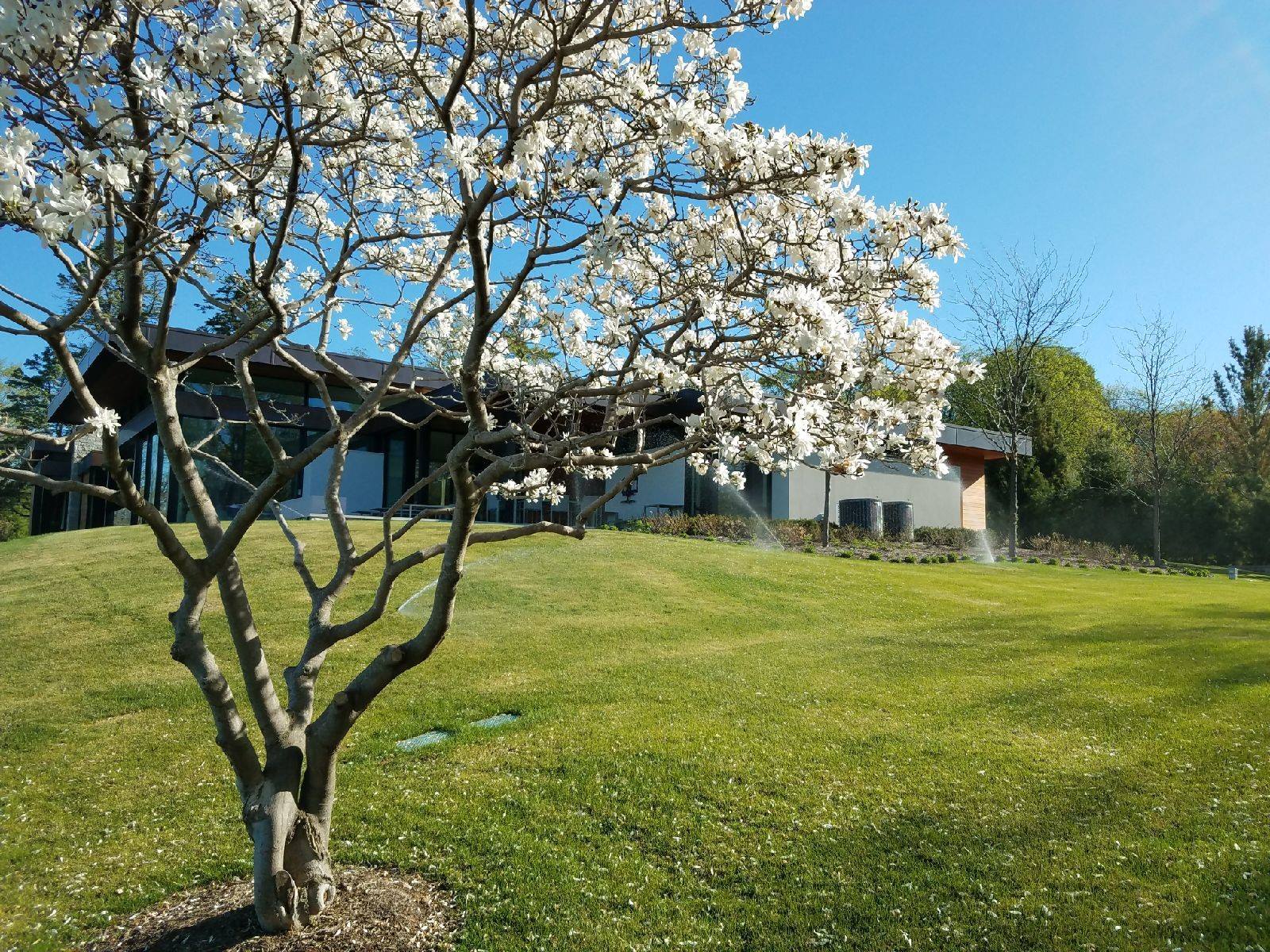 blossoming tree with sprinklers in background